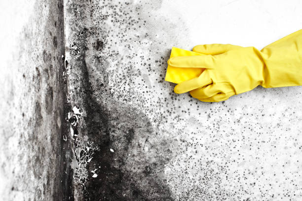 Best Real Estate Mold Inspection  in Ashland, OH